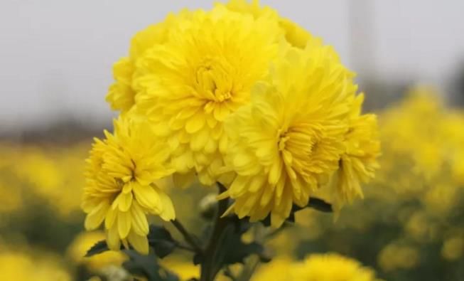 千畝云臺(tái)冰菊盛開，誠(chéng)邀您蒞臨免費(fèi)參觀！